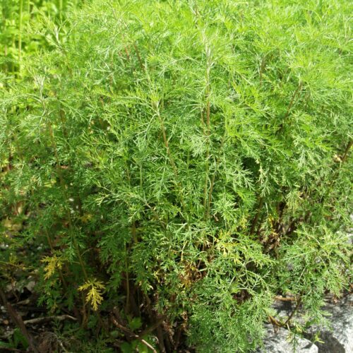 Aaprottimaruna Artemisia abrotanum-0