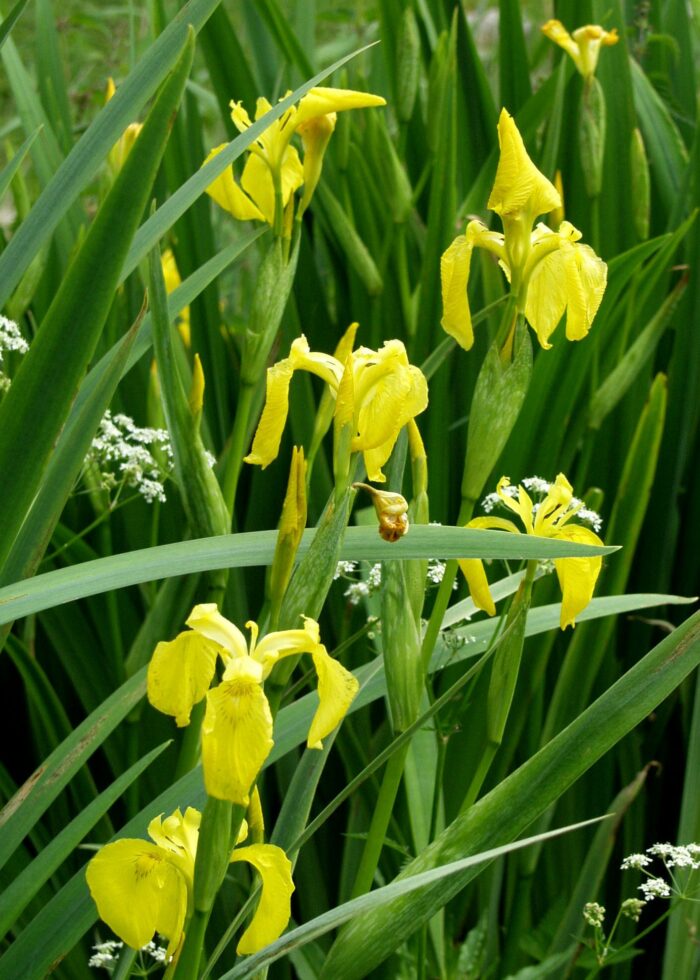 Keltakurjenmiekka Iris pseudacorus-0
