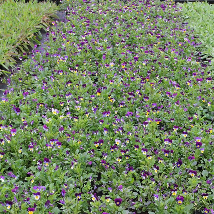 Keto-orvokki Viola tricolor-0