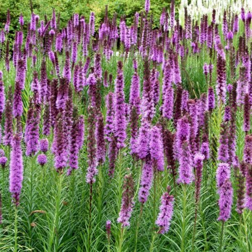 Noropunatähkä Liatris spicata Floristan Violett-0