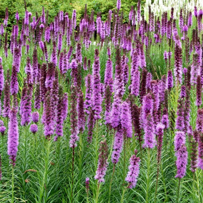 Noropunatähkä Liatris spicata Floristan Violett-0