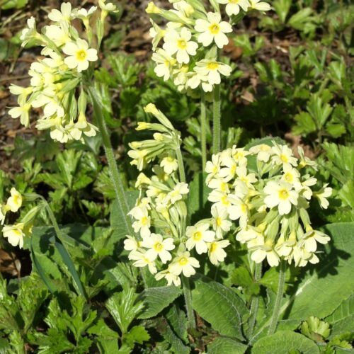 Etelän Kevätesikko Primula elatior-0